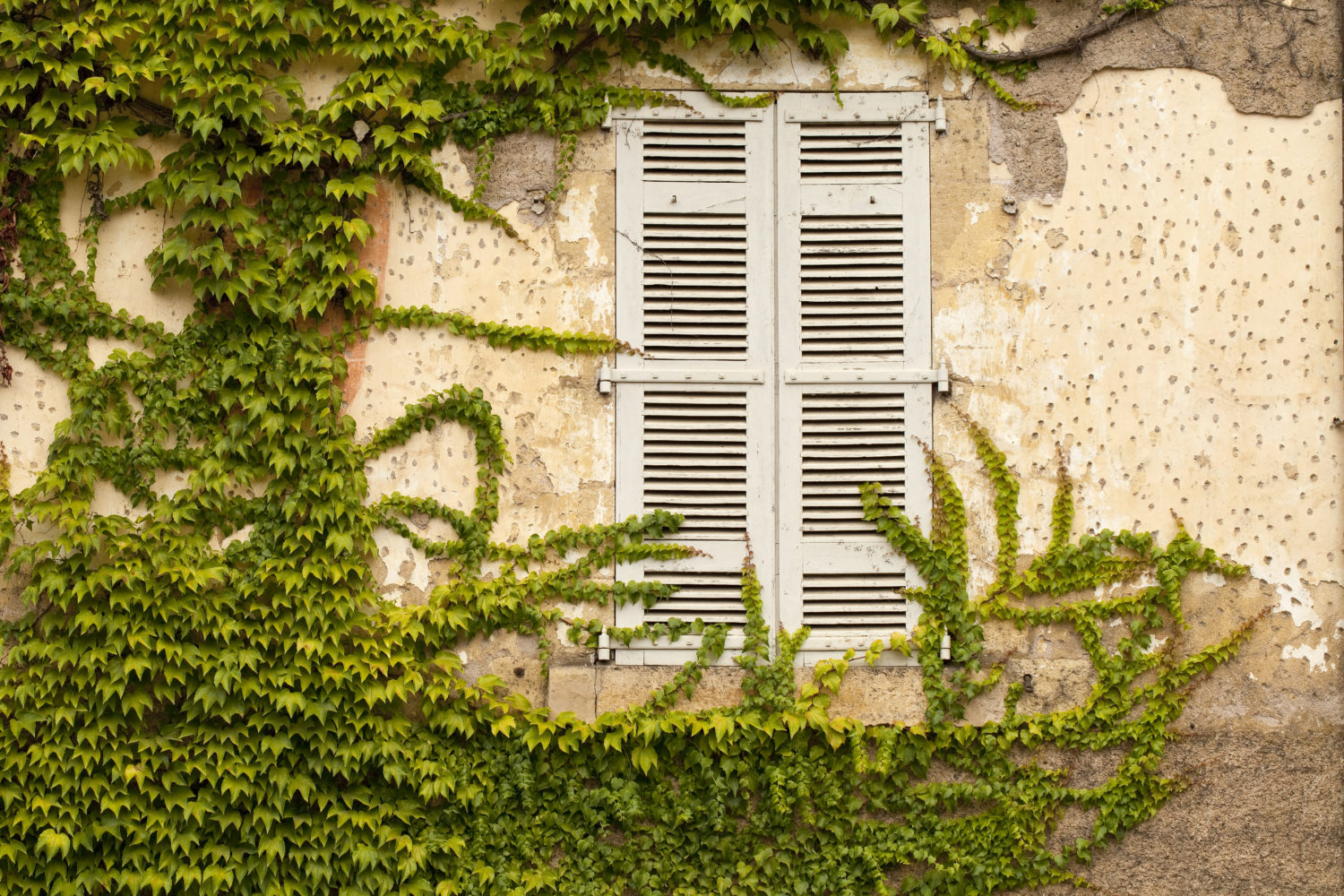 Closed French Window with Ivy. Ivy is encroaching on the shutters of this traditional French window.